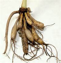 580px-Hem_Root.jpg