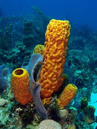 512px-Aplysina_fistularis_(Yellow_tube_sponge).jpg