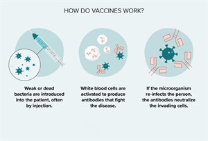 2072254-Everything-You-Need-to-Know-About-Vaccinations-1296x728-header-body.jpg