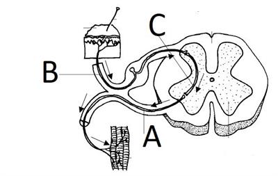 relaying neuron.jpg