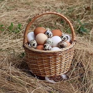 512pxEggsinbasket2020G1.jpg