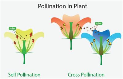 cross pollination.JPG
