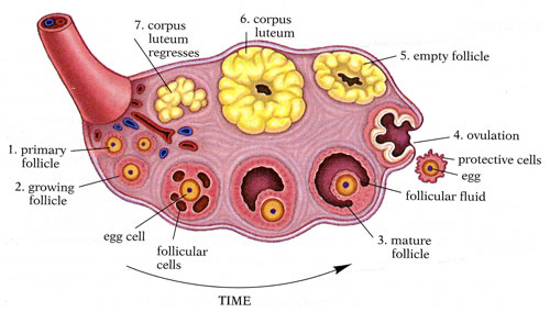 Anatomy_of_the_ovaries.jpg