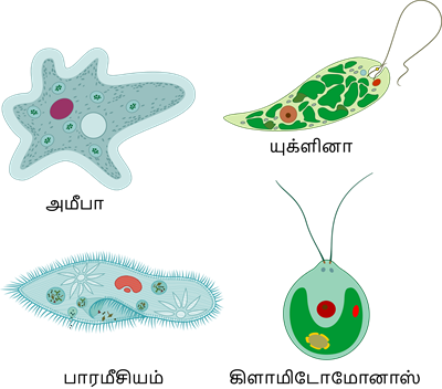 YCIND20220728_4066_Cell Bio_04.png