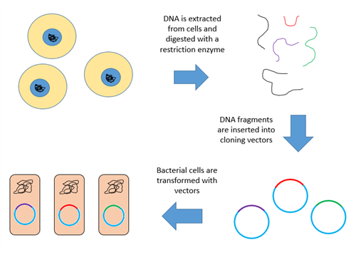 Genomic_Library_Construction.png