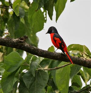 Scarlet_Minivet_(Pericrocotus_speciosus)_at_Jayanti,_Duars,_West_Bengal_W_Picture_395.jpg