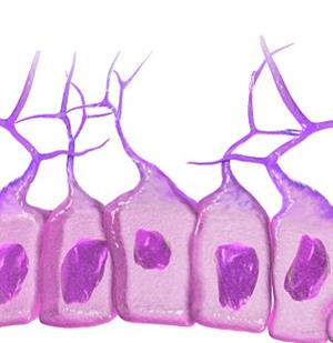 Ependymal_que.jpg