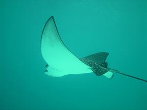 eagle-rays-pix.jpg