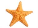 Shutterstock_109300883_sea star_jūras zvaigzne.jpg