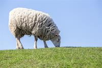 YCIND_230311_5086_TN7_sheep.jpg