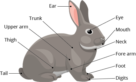 YCIND_220708_4016_rabbit_1.png