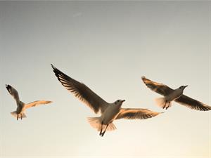 YCIND20220901_4399_Movements in animals_05.jpg