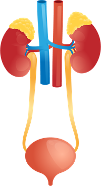 YCIND_220718_4079_Excretory system.png