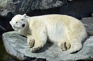 polar-bear-1959068_960_720.jpg