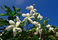 crape-jasmine-284603_960_720.jpg