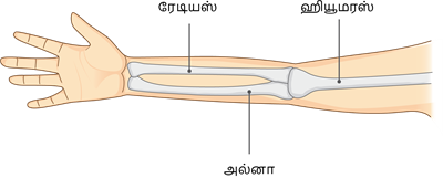 YCIND20220816_4262_Human organ systems_5.png