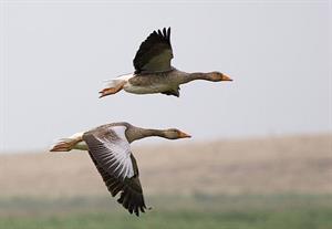 512px-Graylag_geese_(Anser_anser)_in_flight_1700.jpg
