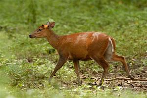 1024px-Barking_deer_in_BR_hills.jpg