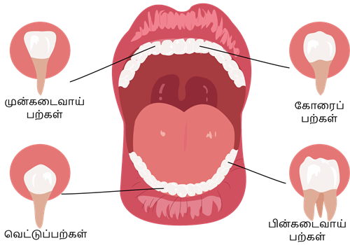 YCIND_221123_4748_human teeth.png