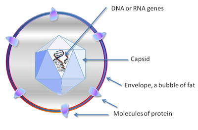 Virus_structure_simple.png