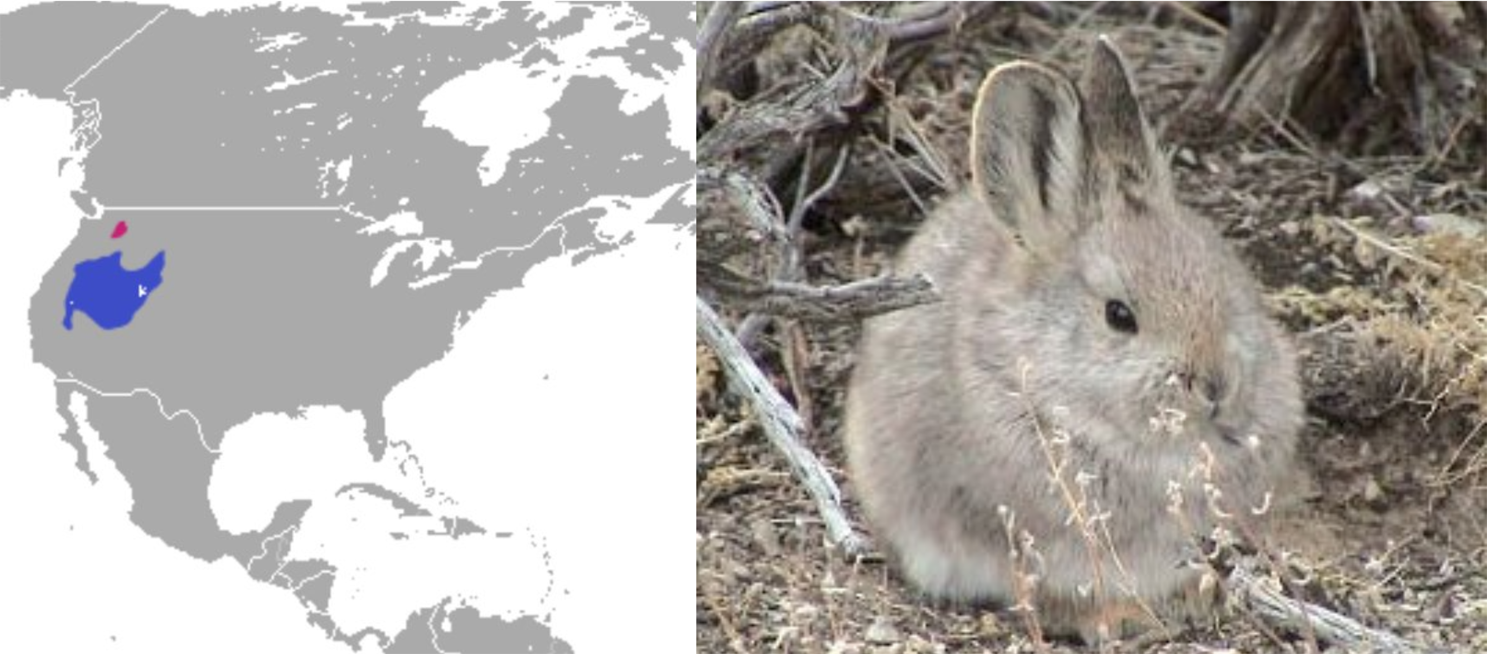 Idaho Rabbit Map Habit and habitat of rabbit — lesson. Science State Board, Class 10.
