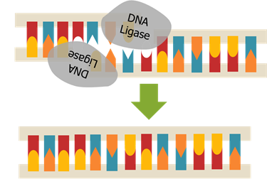 Heather_Tsai_DNA_Ligase.png