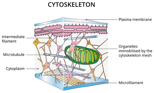 Cytoskeleton.png