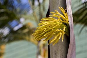 coconut-tree-2835651_1280.jpg