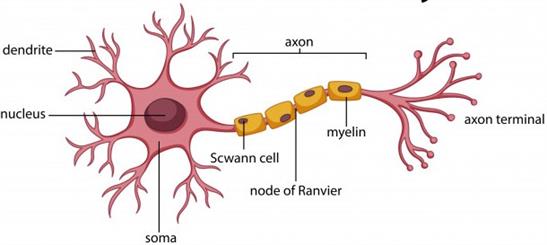 diagramneuronanatomy130815070.jpg