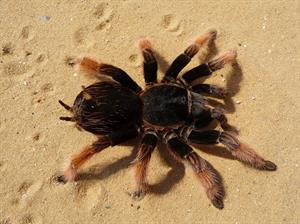 tarantula-pix.jpg