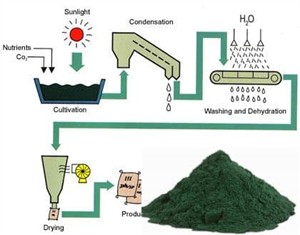 SpirulinaStagesw300.jpg