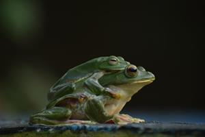 frogs-141892-pixahive-768x512 (1).jpg