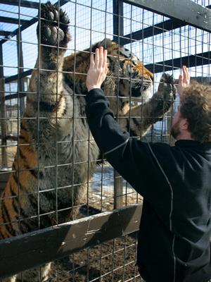 tiger looking from cage_551680.jpg
