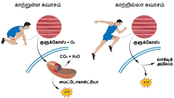 Design - YC IND (18).png