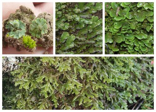 liverworts.jpg
