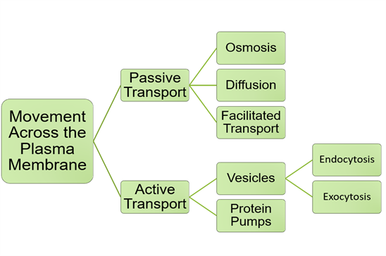 Transport_Across_the_Plasma_Membrane.png