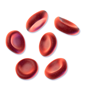 512px-Blausen_0761_RedBloodCells.png