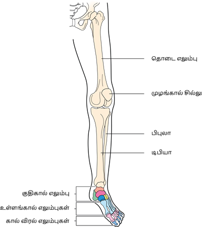 YCIND20220816_4262_Human organ systems_6.png