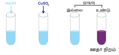 Biuret test_Shutterstock.png