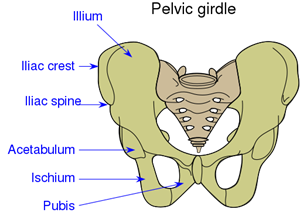 512px-Pelvic_girdle_illustration.svg.png
