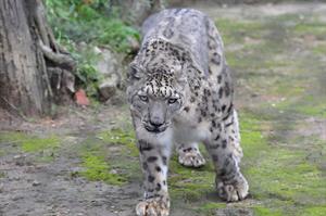 Gangtok_Bulbuley_Himalayan_Zoological_Park_Captive_Snow_Leopard_Walk_and_Stare.jpg