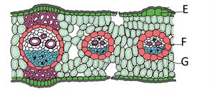monocot leaf que 2.jpg