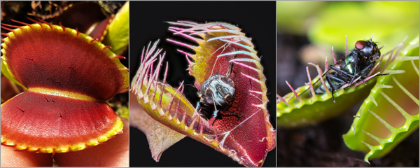 BeFunky-collage (1).png