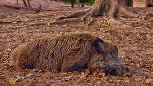 wild-boar.jpg
