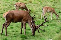 deer-4381666_1280.jpg