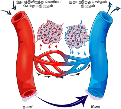 YCIND20220816_4262_Human organ systems_14.png