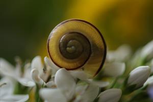 snail-5542030_1280.jpg