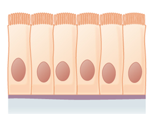 Simple_columnar_epithelium.png