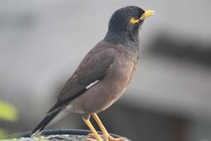 myna-2482352_1920.jpg