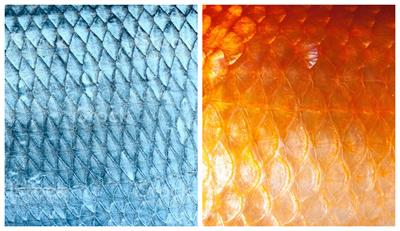 fish_scales.jpg